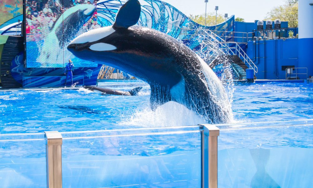 SeaWorld, Busch Gardens unveil Black Friday discounts 92.5 The Beat